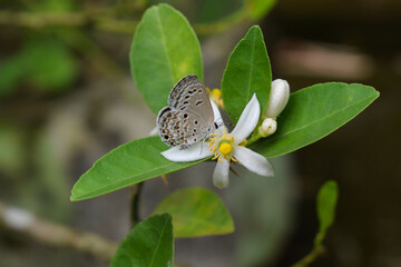 Some white colored flower buds blooming in the wild nature along with some leaves