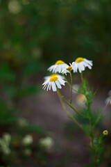 summer wildflowers at sunset. flower composition. White flowers closeup with blurry background. daisies