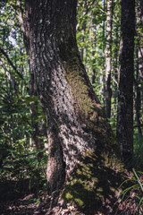 a trunk in the forest overgrown with moss. outdoor recreation concept.