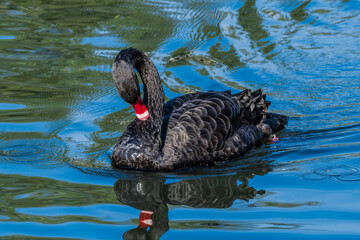Fototapeta premium Black Swan (Cygnus atratus) in park