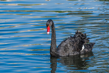 Naklejka premium Black Swan (Cygnus atratus) in park