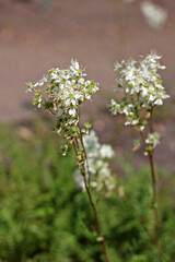Filipendula vulgaris