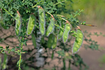 Cytisus scoparius