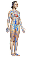 3d rendered medically accurate illustration of a female Veins anatomy