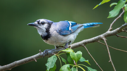 Close-up of a common blue Jay sitting on a tree branch