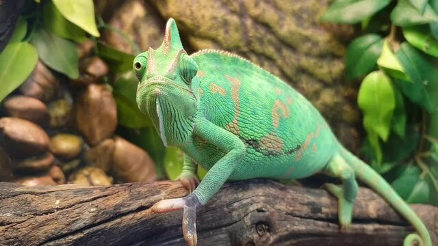 Green chameleon on a branch, closeup. Reptile.