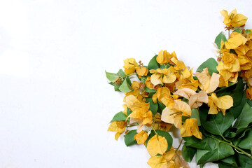 Fototapeta premium yellow bougainvillea flower greeting card background