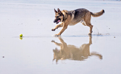 Fototapeta na wymiar German Shepherd playing with ball on beach 