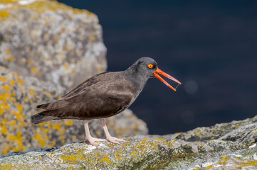 Black Oystercatcher (Haematopus bachmani) at Chowiet Island, Semidi Islands, Alaska, USA