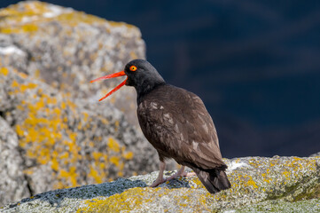 Black Oystercatcher (Haematopus bachmani) at Chowiet Island, Semidi Islands, Alaska, USA