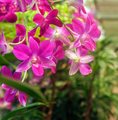 Fototapeta na wymiar Orchid Thailand, Orchid flower bloom, Close up orchids flowers