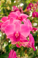 Orchid Thailand, Orchid flower bloom, Close up orchids flowers