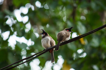 a pair of bulbul's
