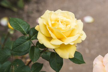 bloomed yellow rose flower in domestic garden after rain
