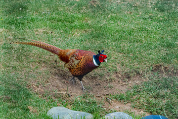 Fototapeta premium Common Pheasant (Phasianus colchicus) in park