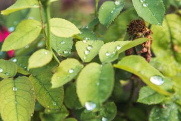 closeup leaves and bush of rose flower with drops after rain