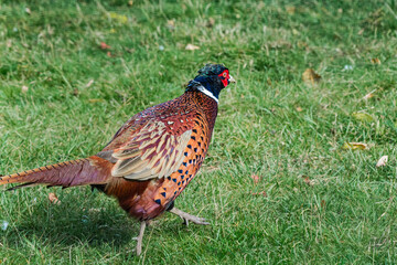 Common Pheasant (Phasianus colchicus) in park