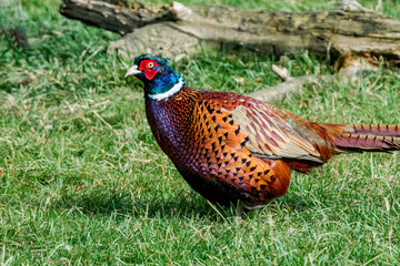 Common Pheasant (Phasianus colchicus) in park