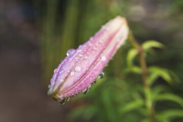 closed pink flower with drops on it after rain in domestic garden