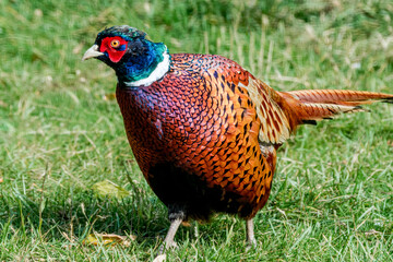 Common Pheasant (Phasianus colchicus) in park