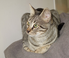 Cat tabby