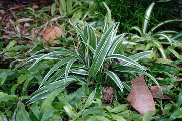 house plants in the nature Close up, Solf focus