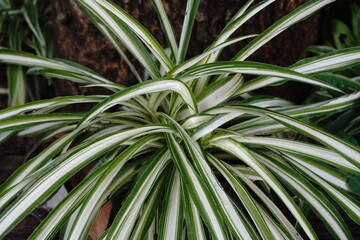 house plants in the nature Close up, Solf focus