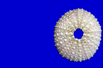 Sea urchin shell isolated on light navy blue background
