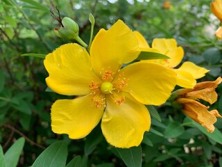 Yellow petals of Hypericum x hidcoteense 'Hidcote' Yellow flowers, five petals, green stalk