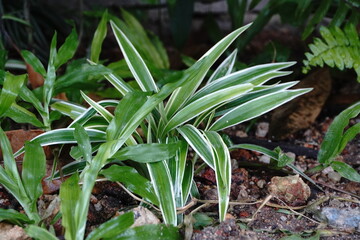 house plants in the nature Close up, Solf focus