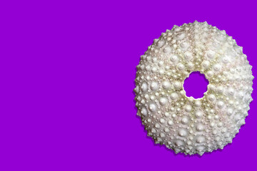 Sea urchin shell isolated on purple background