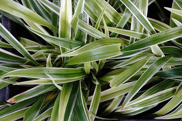 house plants in the nature Close up, Solf focus