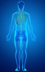 3d rendered medically accurate illustration of a male lymphatic system