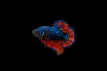 Siamese Fighting Fish Betta Splendens