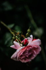 Budding Rose