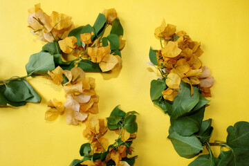 yellow bougainvillea flower branches