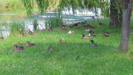 Schwäne und Enten im Wasserpark/Wien