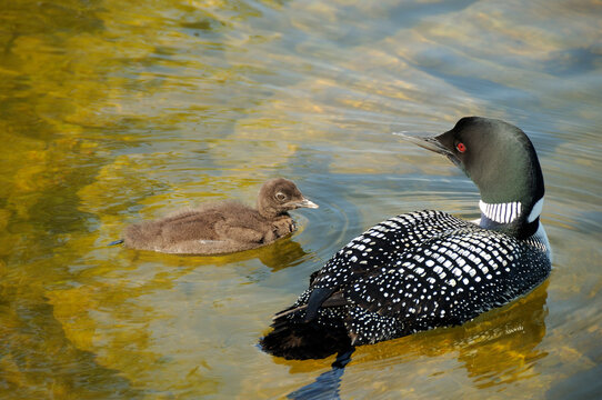 Loon bird Stock Photos.  Loon bird with baby loon in the water close-up profile view. Loon baby.