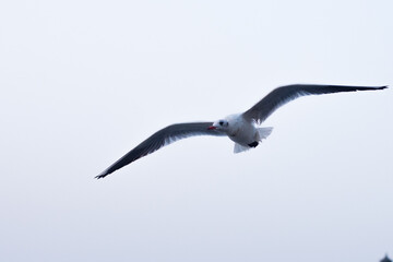 seagull in flight