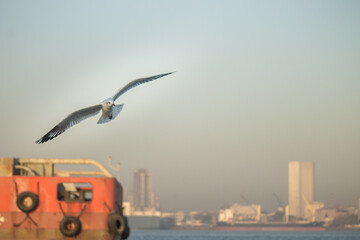 Fototapeta na wymiar seagulls in the morning