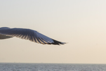 Tip of the seagull's wing
