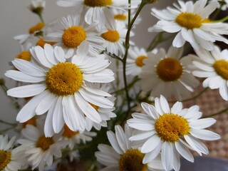 Obraz premium White daisies stand in a vase