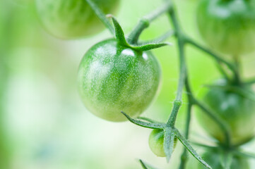 一粒のグリーンのミニトマト クロースアップ 