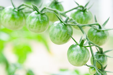 枝に並んで実るグリーンのミニトマト クロースアップ 