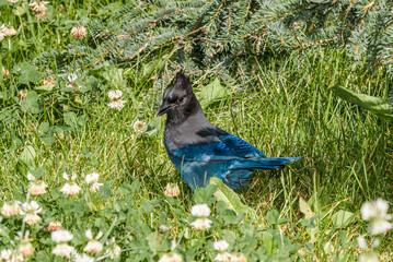 Steller’s Jay (Cyanocitta stelleri) in coniferous forest, Anchorage, Alaska, USA