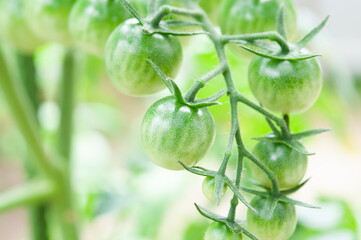枝に実るグリーンのミニトマト　クロースアップ 