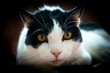 portrait of a beautiful black and white cat