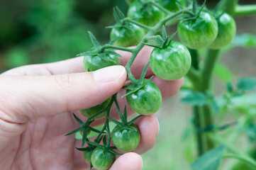 枝に実るグリーンのミニトマトの実を確認する手