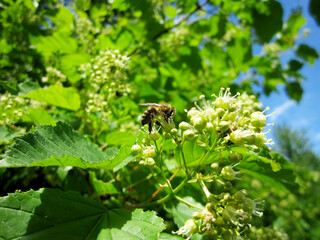 Winged bee slowly flies to the plant, collect nectar for honey