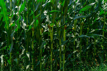 corn farm in, corn field, corn farm.